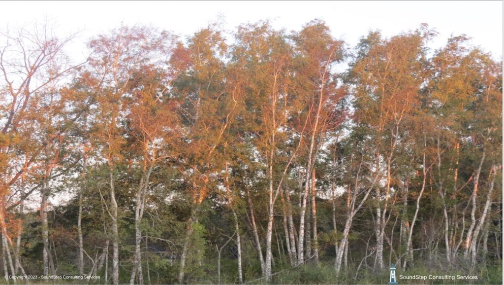 Sunrays Platters Across Row of Trees